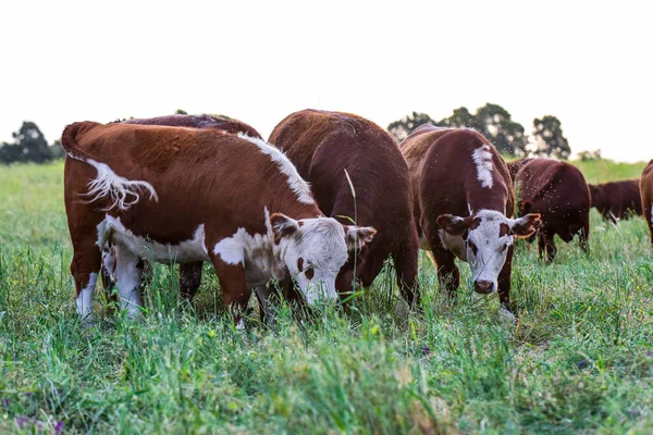 Pampas Kırsalında Sığırlar Arjantin Üretimi Pampa Arjantin — Stok fotoğraf