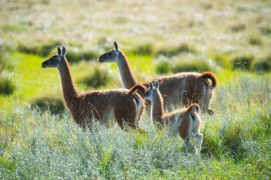 Pampas çayırlarında Guanacos, La Pampa ili, Patagonya, Arjantin.