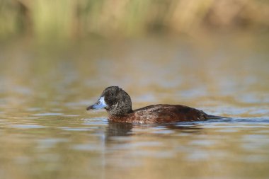 Lake Duck in Pampas Lagoon environment, La Pampa Province, Patagonia , Argentina.