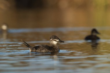 Lake Duck in Pampas Lagoon environment, La Pampa Province, Patagonia , Argentina.