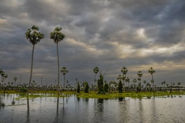 La Estrella Marsh 'taki Sunst Palms manzarası, Formosa, Arjantin.