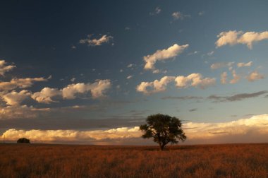 Pampas ağacı manzarası, La Pampa ili, Patagonya, Arjantin.