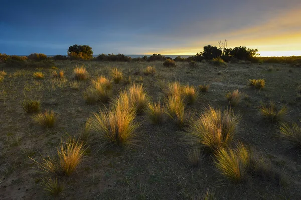 Pampas Grass Countryside Peninsula Valdes Patagonia Argentina — Stock Photo, Image