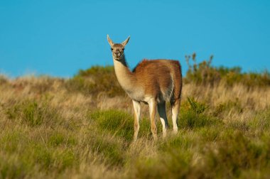 Guanacos Lihue Calel Ulusal Parkı, La Pampa, Patagonya, Arjantin.