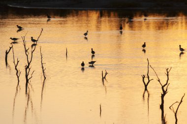 Güney Stilt, Himantopus melanurus uçuyor, La Pampa Eyaleti, Patagonya, Arjantin