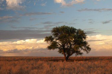 Pampas ağacı manzarası, La Pampa ili, Patagonya, Arjantin.