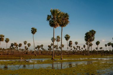 La Estrella Marsh 'taki Sunst Palms manzarası, Formosa, Arjantin.