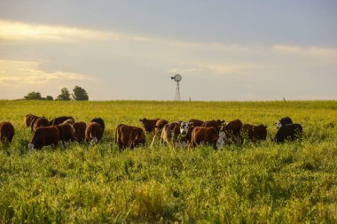 Pampas Kırsalında Sığırlar, Arjantin Et Üretimi, La Pampa, Arjantin.