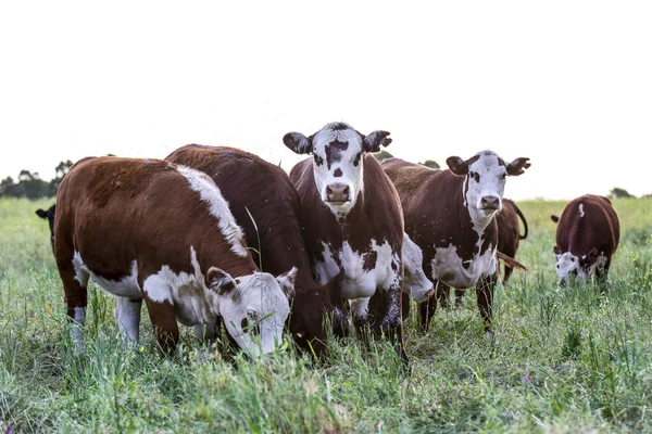 Nötkreatur Landsbygden Pampas Argentinsk Köttproduktion Pampa Argentina — Stockfoto