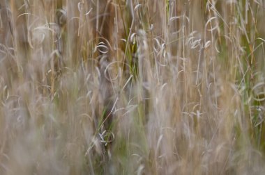 Çimen dokusu soyut desenler soyut otlakların özünü araştırıyor.