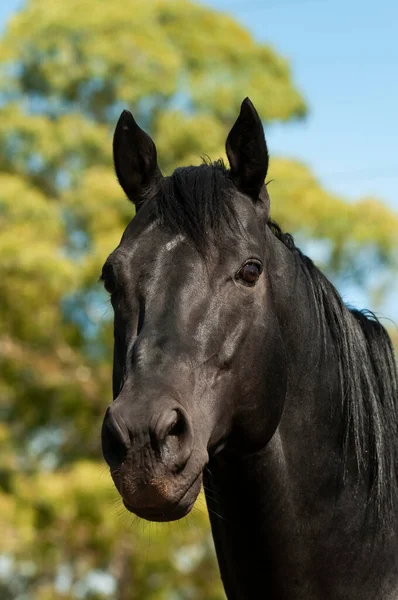 Koń Hodowlany Czarny Portret Prowincja Pampa Patagonia Argentyna — Zdjęcie stockowe