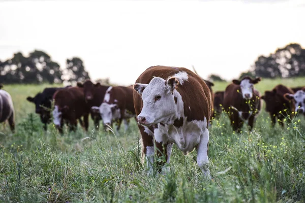 パンパ地方の牛 アルゼンチンの肉生産 ラパンパ アルゼンチン — ストック写真
