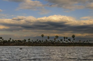 La Estrella Marsh 'taki Sunst Palms manzarası, Formosa, Arjantin.