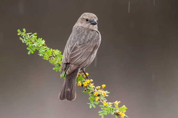 stock image Bay winged Cowbird in Calden forest environment, La Pampa Province, Patagonia, Argentina.