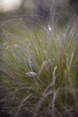 Arjantin 'in kırsal kesimlerindeki otlar