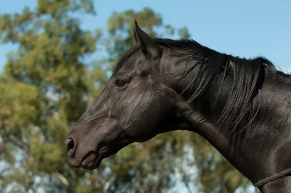 Черная Лошадь Портрет Провинция Пампа Патагония Аргентина — стоковое фото