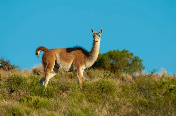 Guanacos Nel Parco Nazionale Lihue Calel Pampa Patagonia Argentina — Foto Stock