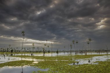 La Estrella Marsh 'taki Sunst Palms manzarası, Formosa, Arjantin.