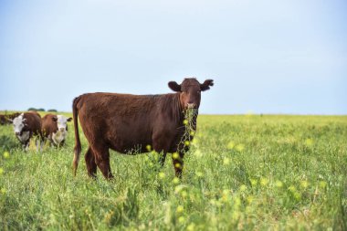 Pampas Kırsalında Sığırlar, Arjantin Et Üretimi, La Pampa, Arjantin.