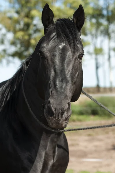 Black breeding horse, Portrait, La Pampa Province, Patagonia, Argentina.