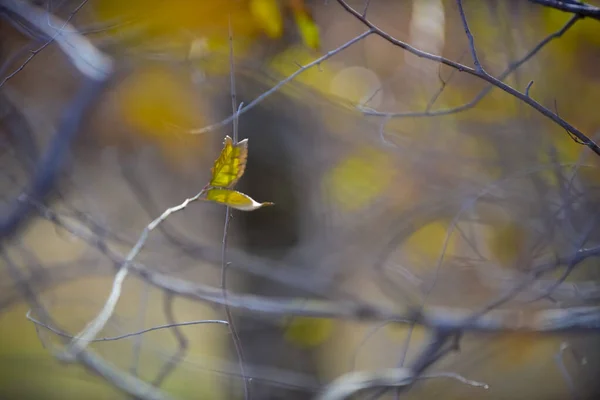 アルゼンチンパタゴニア州ラパンパ県の森の秋の葉 — ストック写真