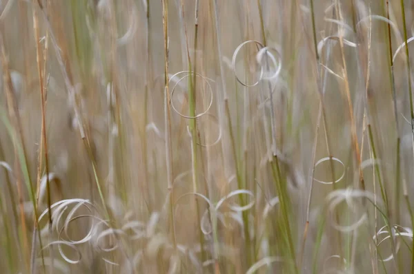 Grass Texture Abstract Patterns Exploring Essence Abstracted Grassland — Stock Photo, Image