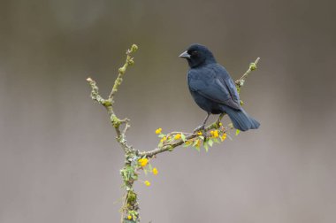 Calden Ormanı çevresindeki parlak inek kuşu, La Pampa Eyaleti, Patagonya, Arjantin.