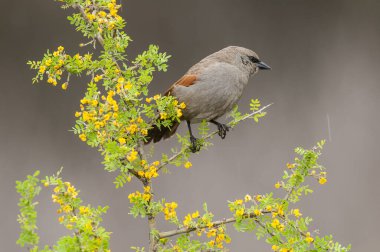 Calden Ormanı 'nda Bay winged Cowbird, La Pampa Eyaleti, Patagonya, Arjantin.