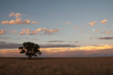 Pampas ağacı manzarası, La Pampa ili, Patagonya, Arjantin.