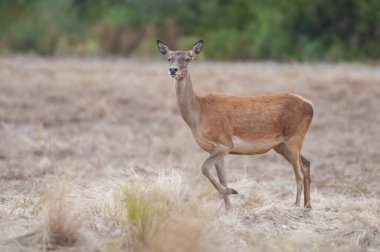 Calden Ormanı, La Pampa, Arjantin, Parque Luro, Doğa Koruma Alanı