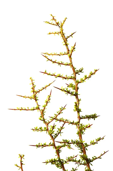 パンパスの森 パタゴニア アルゼンチンのピキーリン 葉やとげの固有種 — ストック写真