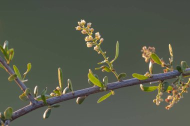 Yarı çölde vahşi çiçekler, Calden Ormanı, La Pampa Arjantin