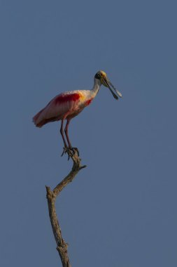 Roseate Spoonbill, Platalea ajajaja, La Estrella Marsh, Formosa Eyaleti, Arjantin.