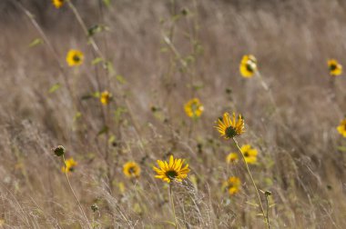 Yarı çölde vahşi çiçekler, Calden Ormanı, La Pampa Arjantin