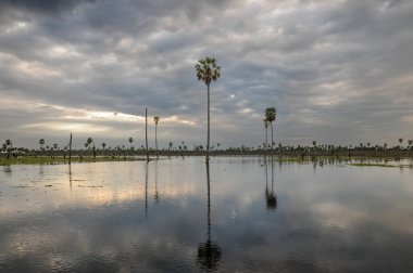 La Estrella Marsh 'taki Sunst Palms manzarası, Formosa, Arjantin.