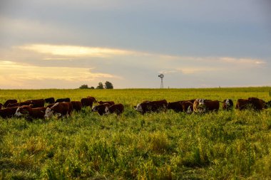 Pampas Kırsalında Sığırlar, Arjantin Et Üretimi, La Pampa, Arjantin.