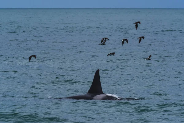 Baleia Assassina Orca Caçando Leões Marinhos Península Valdes Patagônia Argentina — Fotografia de Stock