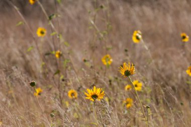 Yarı çölde vahşi çiçekler, Calden Ormanı, La Pampa Arjantin