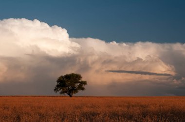 Pampas ağacı manzarası, La Pampa ili, Patagonya, Arjantin.