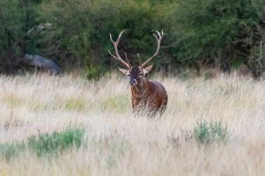 Calden Ormanı, La Pampa, Arjantin, Parque Luro, Doğa Koruma Alanı