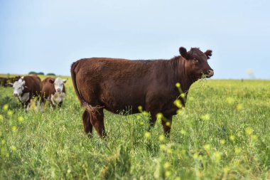 Pampas Kırsalında Sığırlar, Arjantin Et Üretimi, La Pampa, Arjantin.