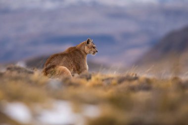 Cougar, Torres del Paine Ulusal Parkı, Patagonya, Şili