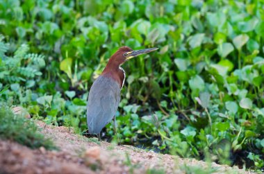 Rufescent kaplanı orman ortamında balıkçıl, Pantanal Ormanı, Mato Grosso, Brezilya.