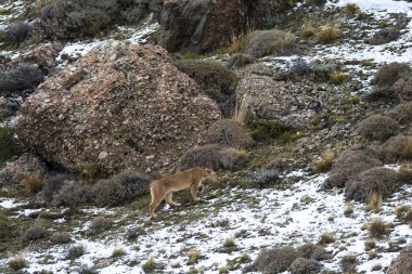 Puma dağda yürüyor, Torres del Paine Ulusal Parkı, Patagonya, Şili.