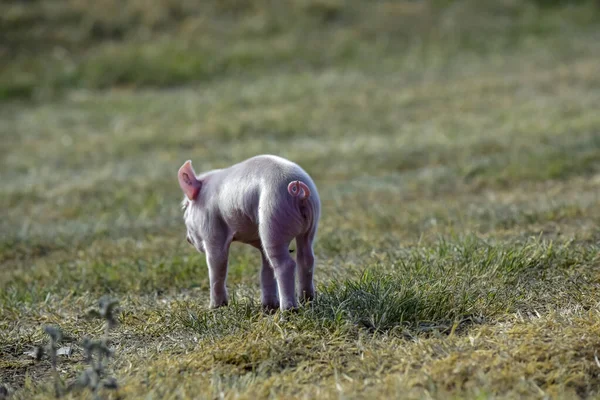 Piglet Newborn Baby Farm Landscape — Stock Photo, Image