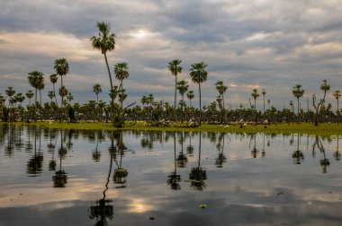 Kuşlar La Estrella Marsh, Formosa, Arjantin 'e akın ediyor..