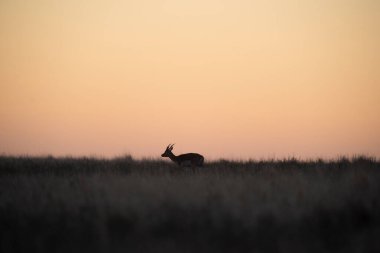 Pampas 'ta Blackbuck Antilobu, La Pampa bölgesi, Arjantin