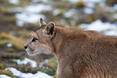 Puma dağda yürüyor, Torres del Paine Ulusal Parkı, Patagonya, Şili.