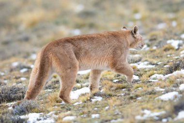 Puma dağda yürüyor, Torres del Paine Ulusal Parkı, Patagonya, Şili.
