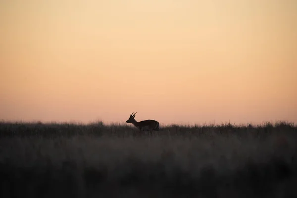 Blackbuck Antelope Ambiente Llano Pampeano Provincia Pampa Argentina —  Fotos de Stock
